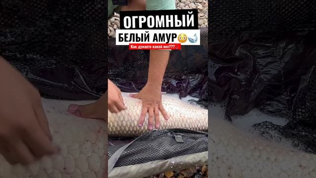 ОГРОМНЫЙ БЕЛЫЙ АМУР? КАК ДУМАЕТЕ КАКОЙ ВЕС??? #рыбалка #ловляамура #трофей #рыбамечты #рыбалка2023