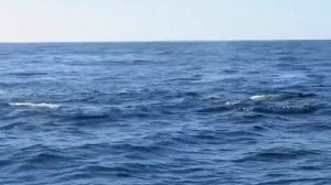 Косатки в деле | Безупречные морские хищники |  #косатки #хищники #очевидноеневероятное