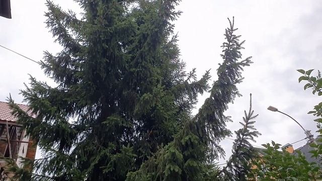 Флоксы и лилии 9 августа.#флоксылилии
