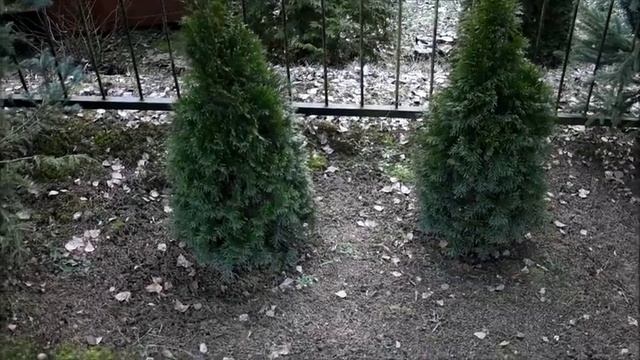 Żywotnik zachodni/ Thuja occidentalis- popularna roślina ozdobna/popular decorative plant[ENG SUB] смотреть онлайн