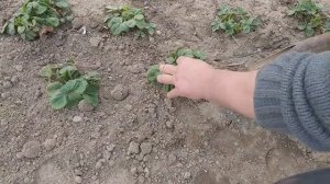 Клубника. Борьба с одуванчиком и конским щавелем, чёрный спанбонд или без