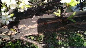 Слива в Сибири. Как повысить урожай.