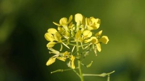 Опыт №33. Листовая горчица. Царица здоровья