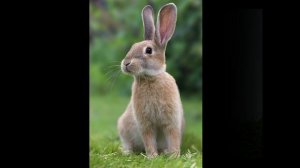 Удивительные соседи. Кролик