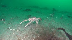 Дайвинг в Лиинахамари