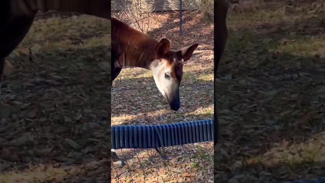 The #okapi is one of my #favorite #animals.   #shorts #giraffe #zebra #congo #africa #africansafari