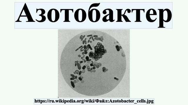 Азотобактер смотреть онлайн