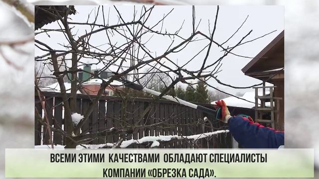 Обрезка плодовых деревьев зимой
