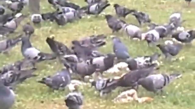 Голубь кушают хлеба смотреть онлайн