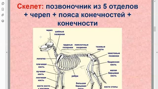 Зоология: Млекопитающие и их характеристика