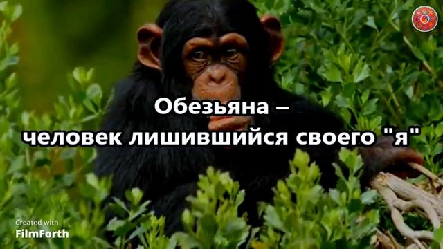 Обезьяна – человек лишившийся своего «я». смотреть онлайн