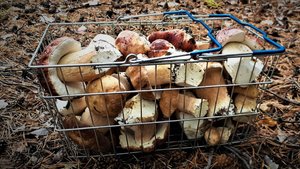 Белый гриб в лесах алтайского края