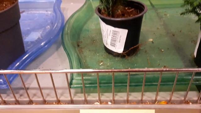 Меню на семью, закупка продуктов, готовлю кролика впервые