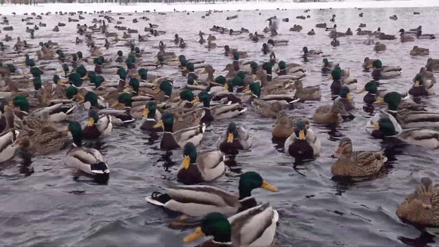 Екатерининский парк, Пушкин, Царское село, видео с BV9900 - примеры. смотреть онлайн