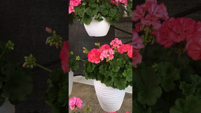 Gardening Tip -   Geranium Deadheading