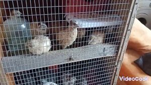 Переселение утят / Виргинские перепела во всю летают