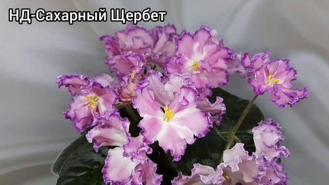 Цветение моих фиалок, новинок и не только! 26.11.2023г. смотреть онлайн