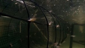 Креветка Макробрахиум Розенберг быстро подрастает.