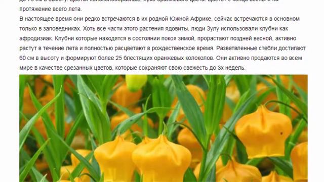 Сандерсония. Красивые растения для дома и сада.
