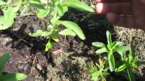 СТЕВИЯ - медовая трава для пчел и человека.Цветение с опылением.