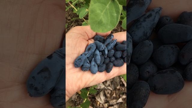 #жимолость. Жимолость съедобная.Сорта Юлия,Витаминная,Голубое веретено.