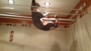 Кот спортсмен. Сфинкс