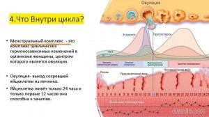 Что важно знать о женском цикле?  Поддержка Нутрицевтиков.