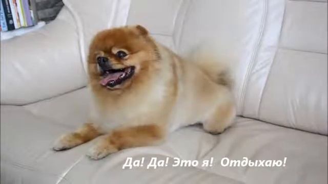 Стрижка собак Тула смотреть онлайн