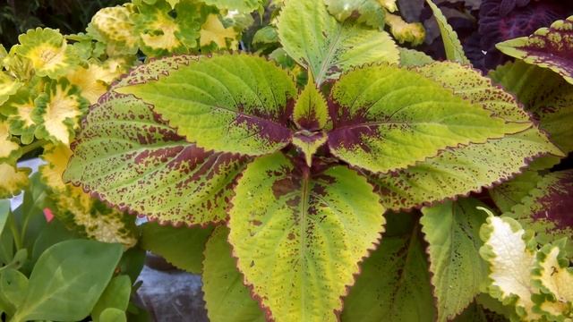 Колеус. Обзор растений выращенных из семян. смотреть онлайн
