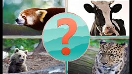 Тест на знание животного мира: 15 вопросов ( средний уровень)