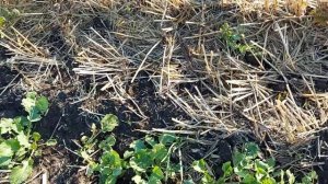 Осенний осмотр посева озимого рапса (Харьковская область)