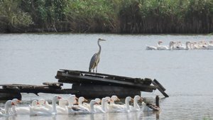 Цапля устраивает смотр гусям домашним