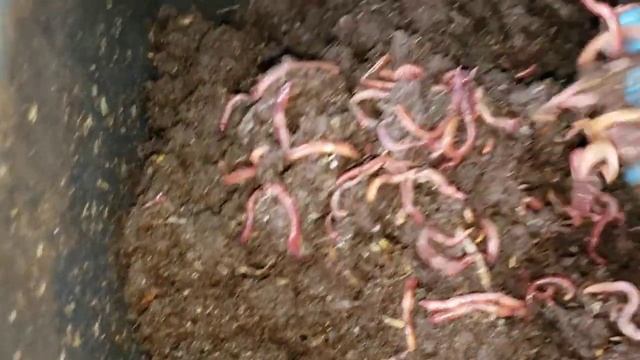 Способы фасовка червя смотреть онлайн