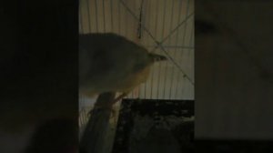 Ооочень милые птички которые пищат как резиновые уточки