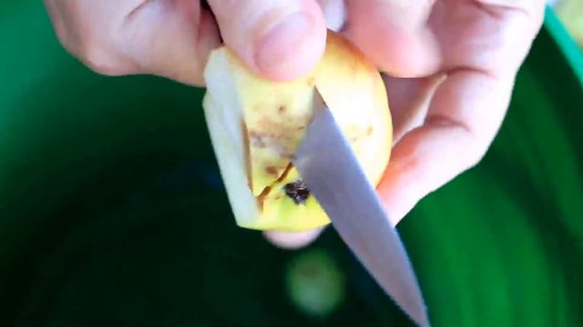 Как сделать домашний яблочный уксус из летних яблок? смотреть онлайн