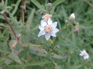 Лекарственное растение, Тысячелистник Птармика, Achillea ptarmica, 21.08.2022, Великий Новгород