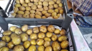 Борная кислота помощница #проращиваниекартофеля #семеннойкартофель