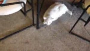 Самый злой кот