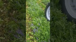 Сенокос козлятник.