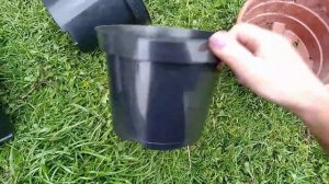 Перевалка черенков хризантемы мультифлора в 3-х литровые горшки( для продажи)