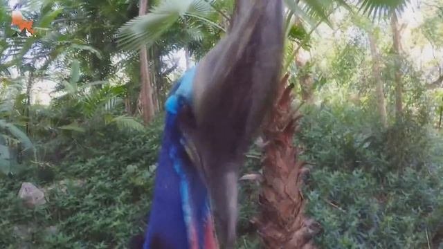 ТОП 5 МИЛЫХ НО СМЕРТЕЛЬНО ОПАСНЫХ ЖИВОТНЫХ МИРА - HD  название фото И ВИДЕО  - ANIMAL TOP
