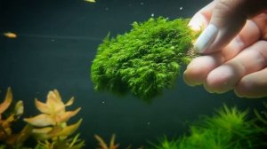 Fissidens Fox moss / Мох лисий