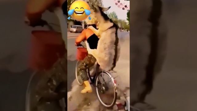 юмор #смех #приколы #смешно #прикол #ржака #мемы #мем #смехдослез #жиза