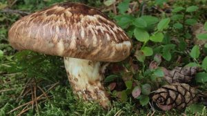 Перевязанная рядовка А ты не мацутаке! Tricholoma focale