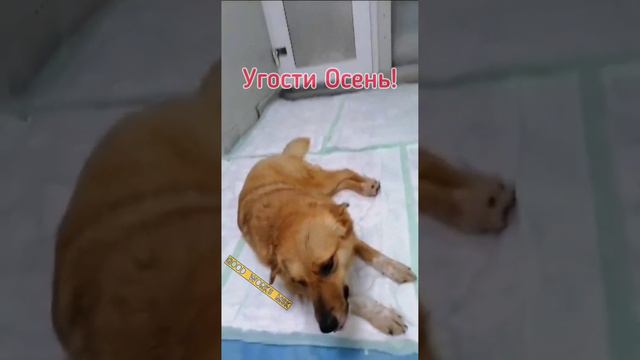 Друзья, первая участница новой рубрики про угощение - Осень! #приютгвардия #приютдлясобак