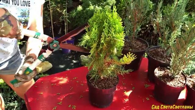 Коли починати ФОРМУВАННЯ Хвойних рослин.Формування ялівців Блю Арроу та Мунглоу власноруч.Сад.Дача