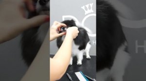 ГРУМИНГ НЕМЕЦКОГО ШПИЦА / СТРИЖКА ШПИЦА / Эпизод МАСТЕР-КЛАССА / GROOM SCHOOL