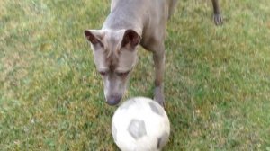 Тайский риджбек Тая и футбол или  бесилки тайского риджбека