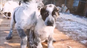 Щенки алабая - САО - дата рождения: 19.01.2020