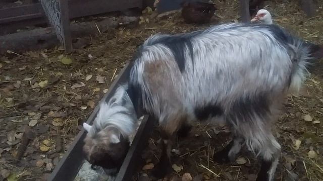 Козёл ЛАМАНЧА//Обьявление о покрытии коз козлом ЛАМАНЧА//Козлы без запаха бывают!